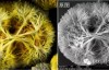 【视觉盛宴】100张精美的材料微观组织照片