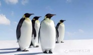 企鹅的翅膀为什么不结冰？