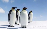 企鵝的翅膀為什么不結冰？